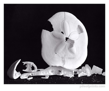 However shattered -- broken sand dollars.