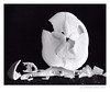 rivertext > However shattered -- broken sand dollars.