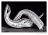 rivertext > Sliced pepper - homage to Edward Weston.