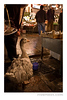 rivertext > A goose who lives here at the intersection of the fresh produce and fish market walkways.