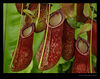 rivertext > Shot of Pitcher Plant taken after wiping lens dry.